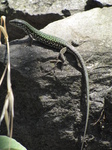 SX19641 Green lizard on rocks at Corniglia, Cinque Terre, Italy.jpg